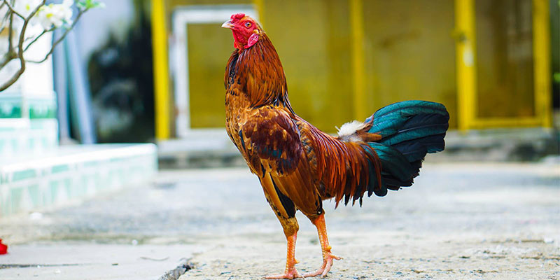 Cách chọn màu gà chiến là gì?