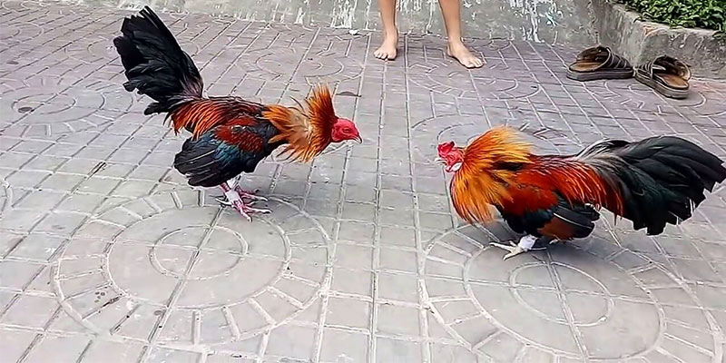 Những tiêu chuẩn trong cách chọn màu gà